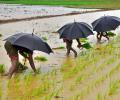 'Below-normal rains may not lead to a spike in inflation'