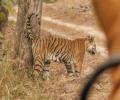 Proteas visit Tiger reserve in Madhya Pradesh