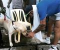 PHOTOS: Dog lover Kohli comes to the fore in Chennai