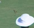 Bizarre! Snake stops play in Ranji Trophy match