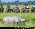 Assam diary: Poachers, rhinos and tigers!