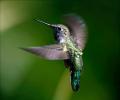 A hummingbird in love is faster than a fighterjet!