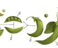 Google doodles father of genetics Gregor Mendel