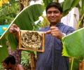 To bee or not to bee: How this man is capitalising on the buzz