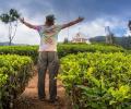 50 shades of green in Munnar