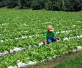 Selling salads to promote good health