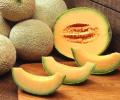 15 health benefits of musk melon