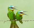 Bird-watch your way through Delhi's feather trail