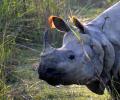 The return of the one-horned rhino