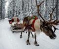 Reindeer at work: It's Christmas after all