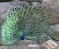 Reader pics: A peacock dance in summer