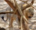 The caged lions of Gir