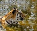 Tadoba holds its own among star tiger reserves