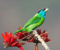 Nature is under siege from Uttarakhand's forest fires