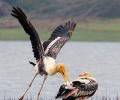 What a boat safari on the Kabini river reveals