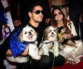 Bow wow! Dogs catwalk for a cause