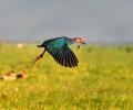 Flight of joy: 9 stunning pics of rare birds