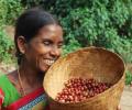 How Paris fell in love with coffee grown by Andhra tribals