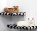 Adorable alert! Inside the world's first cat hotel