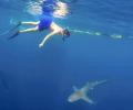 Swim with sharks; kayak with crocodiles: 5 adventures to try this summer