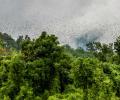 Nature's great spectacle: Watching Amur falcons roost in Nagaland