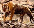 Tiger diaries: Roaring pix from Ranthambore