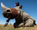 Can dehorning really save the rhinos?