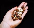 The many benefits of eating nuts