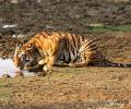 In pix: The fierce and famous tigers of Tadoba