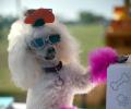 Meet the most fashionable pets of 2020