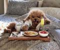 Wow! This dog lives a celebrity's life