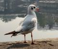 Pix: Seagulls flock Mumbai