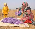 When Kashmir Fields Turned Saffron