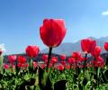 When Tulips Woo The Himalayas!