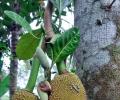 Recipe: Sreeja's Kerala-Style Jackfruit Stir Fry