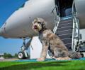 Bark Air, An Airline For Dogs!