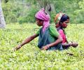 Payment problems plague 1 million plantation workers