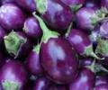 The political ploy over Bt Brinjal