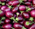 Scientists urge govt to approve Bt Brinjal