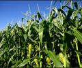 Record rain improves crop acreage