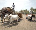 Beef ban and the challenges before Maharashtra govt