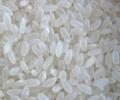 World rice output at 476 mn tonnes in 2011: FAO