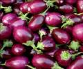 No limited release of Bt brinjal, says Ramesh