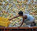 Decks cleared for export of Indian mangoes to Australia