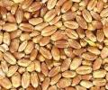 Iran relents on Indian wheat import