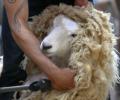 How to make 1,245 tonnes of wool disappear without trace