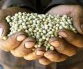 GM crops: One needs reason, not fear