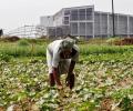 Farming resumes in Singur after a decade