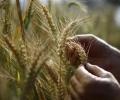 Wheat output expected to fall further