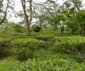 Bengal to set up Eco-Tourism Board